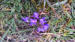 Gueldenstaedtia verna