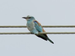 Coracias garrulus garrulus