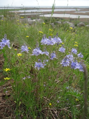 Veronica austriaca jacquinii