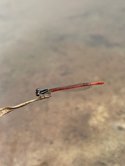 Agriocnemis victoria