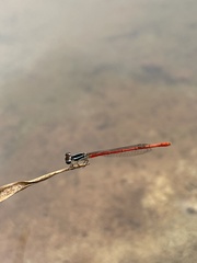 Agriocnemis victoria