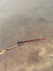 Agriocnemis victoria