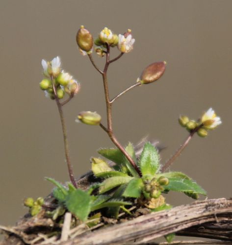 Complex Draba verna · iNaturalist