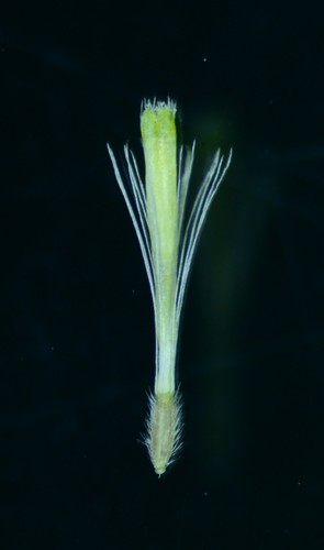 Blumea sinuata