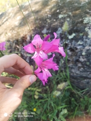 Gladiolus communis