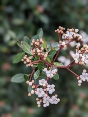 Viburnum obovatum