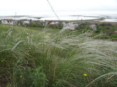 Stipa ucrainica