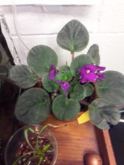 Streptocarpus ionanthus