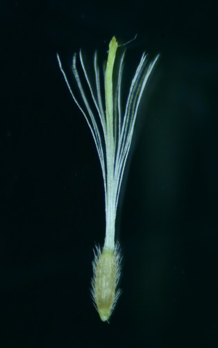 Blumea sinuata