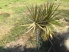 Dracaena reflexa angustifolia