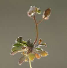 Draba praecox