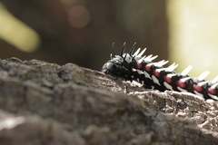 Bunaea alcinoe