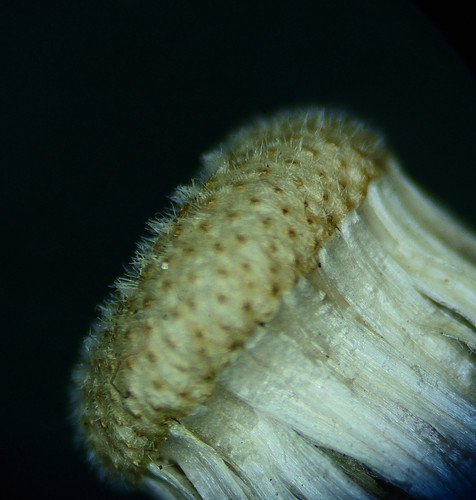 Blumea sinuata