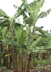 Musa acuminata