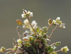 Draba praecox