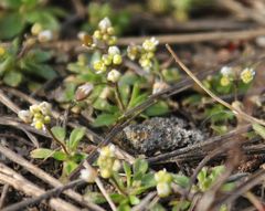 Draba praecox