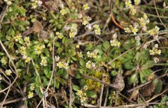Draba praecox
