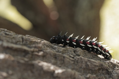 Bunaea alcinoe