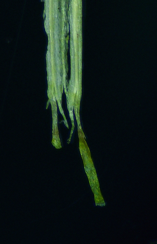 Blumea sinuata