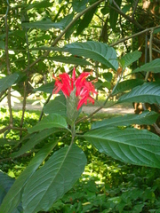 Pachystachys spicata