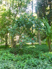 Pachystachys spicata