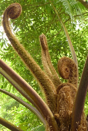 Sphaeropteris cooperi