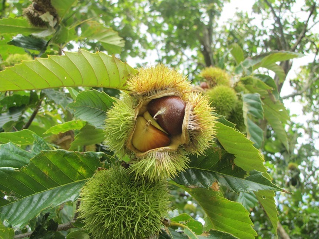 Castanea mollissima