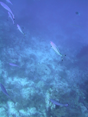 Caesio lunaris