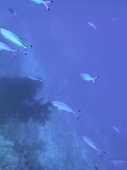 Caesio lunaris