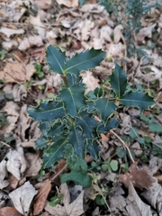 Ilex aquifolium