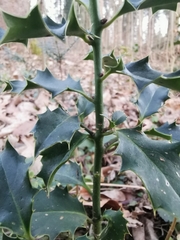 Ilex aquifolium