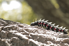 Bunaea alcinoe