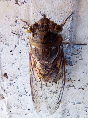 Giant Cicada photo 5