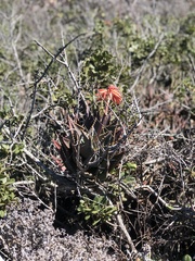 Aloe distans