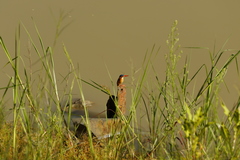Corythornis cristatus