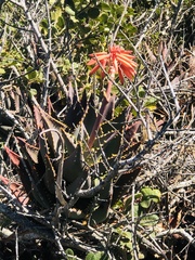 Aloe distans