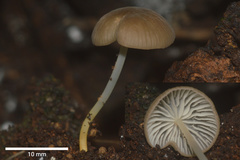 Marasmius trinitatis