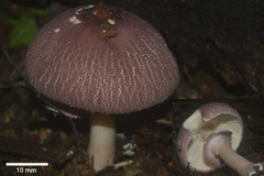 Leucoagaricus lilaceus