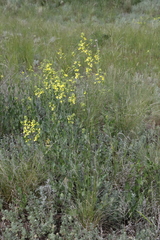 Sisymbrium polymorphum