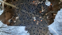 Rana latastei