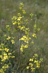 Sisymbrium polymorphum