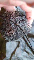 Rana latastei