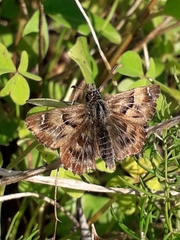Carcharodus tripolina