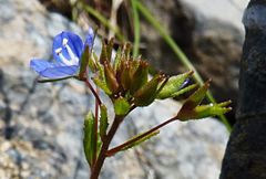 Veronica argute-serrata