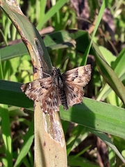 Carcharodus tripolina
