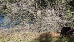 Aesculus californica