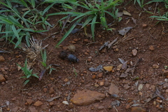 Chalconotus convexus