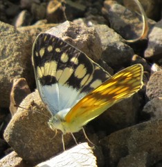 Colotis vesta