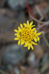 Chaenactis glabriuscula heterocarpha