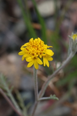 Chaenactis glabriuscula heterocarpha